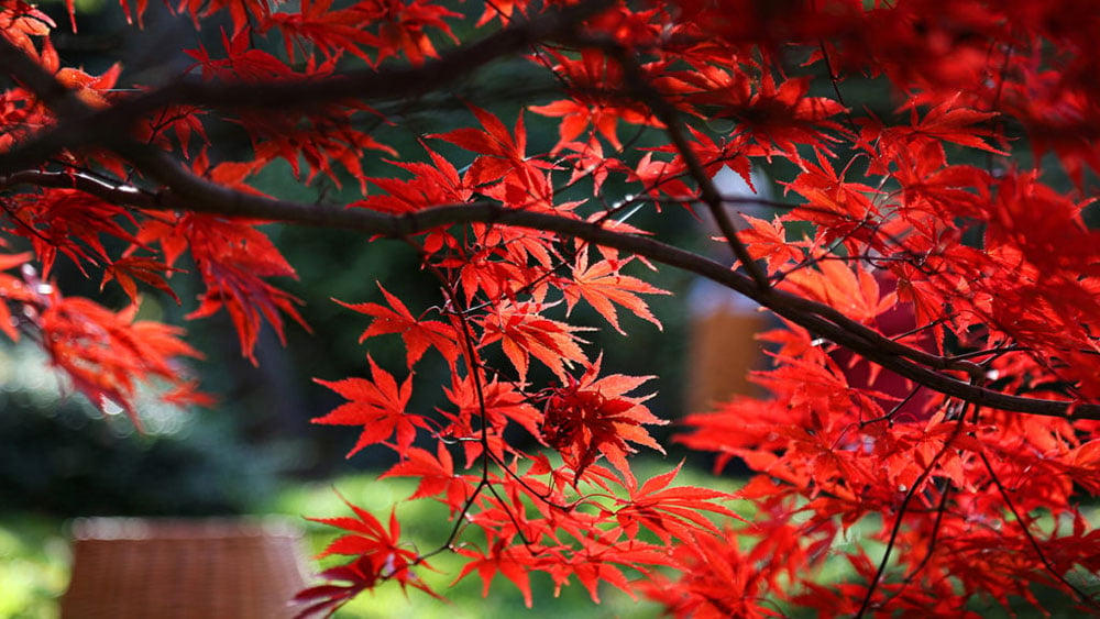 Beautiful Fall Yard Vegetation for Autumn Coloration • The Yard Glove