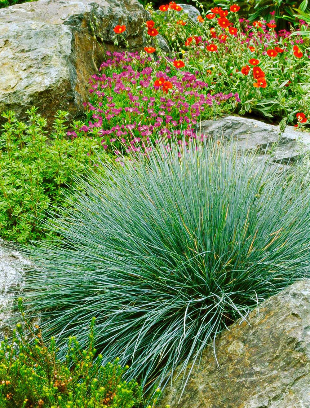 Decorative Grasses – Substitute Your Curb Attraction • The Yard Glove