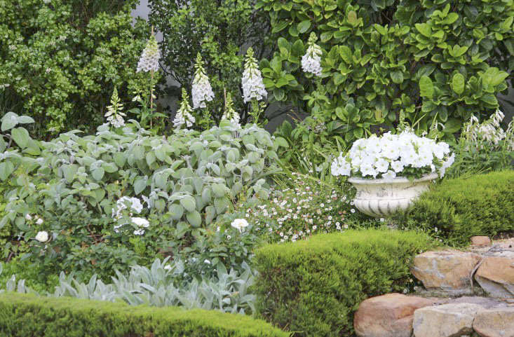 Quicksilver: 11 Vegetation for a Silvery Grey Yard