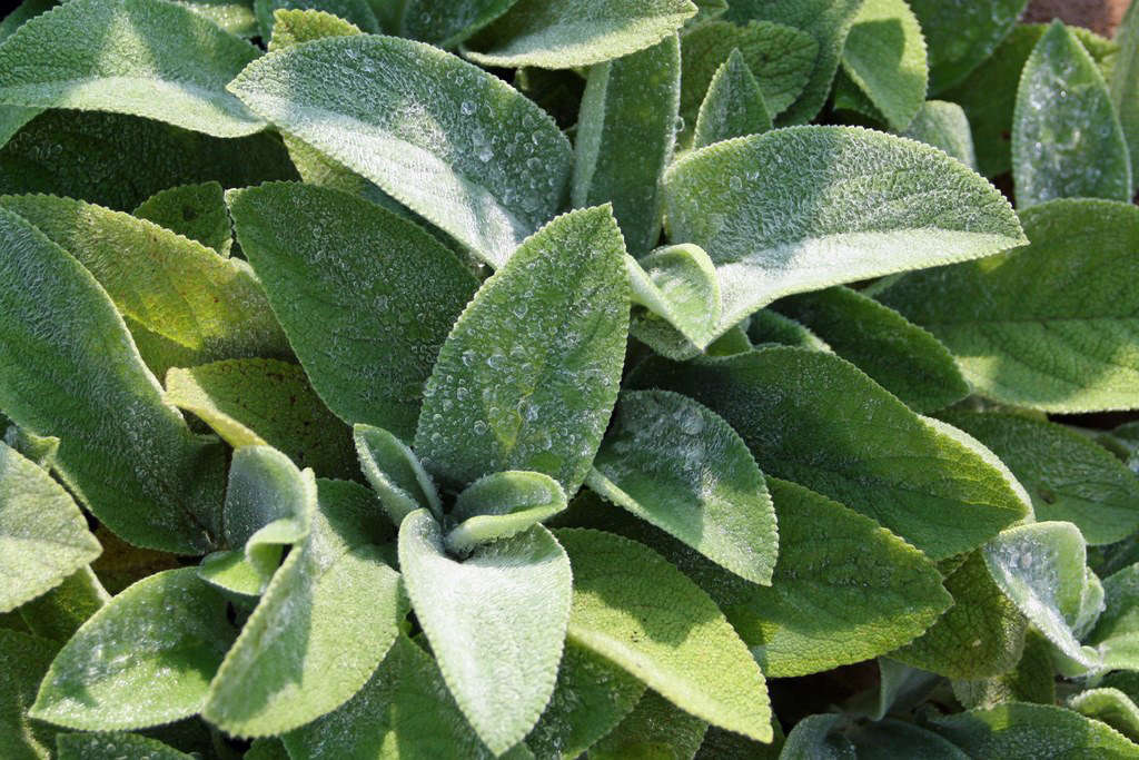 Gardening 101: Lamb’s Ear – Gardenista