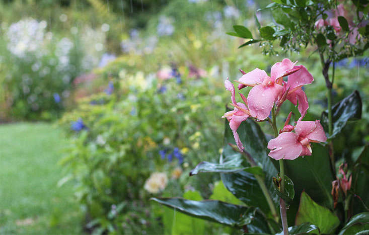 Gardening 101: Cannas – Gardenista