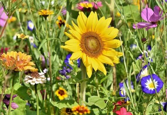 How one can Begin a Lower Flower Yard • The Yard Glove